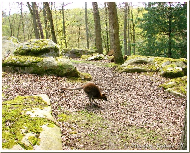 wallabies de la forêt de Rambouillet (6)