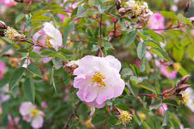 rosa palustris