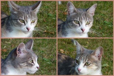 chatte