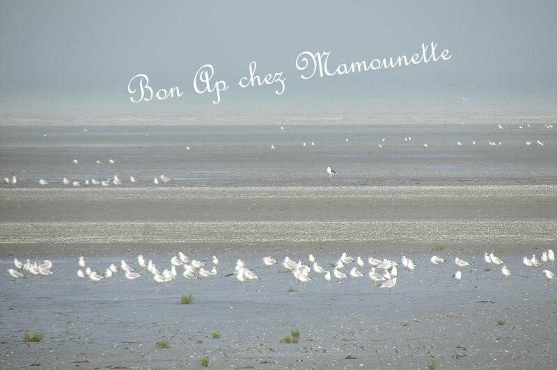 Balade en baie du Mt st Michel arrachage de poireaux