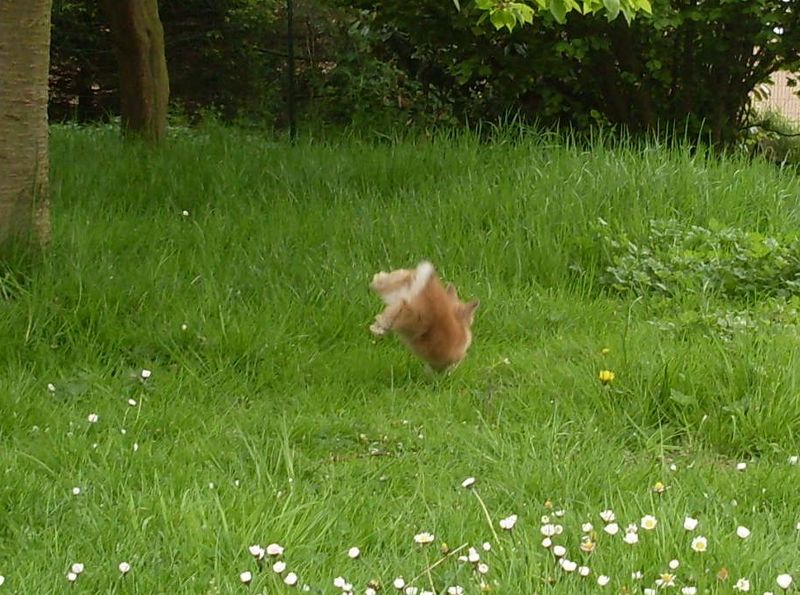 Mon Lapin Tape Du Pied Quand Il Me Voit les sorties - tout savoir sur le lapin nain