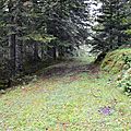 Le chemin de la Mâture au Cournau...