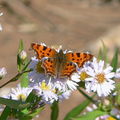 Collection de papillons, du ramoneur à la zygène