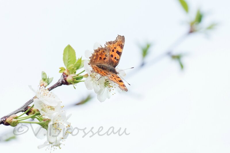 papillon-cerisier14-03