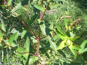 Salicaire commune • Lythrum salicaria