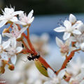 Fourmi noire des jardins • Lasius niger • famille des Formicidae