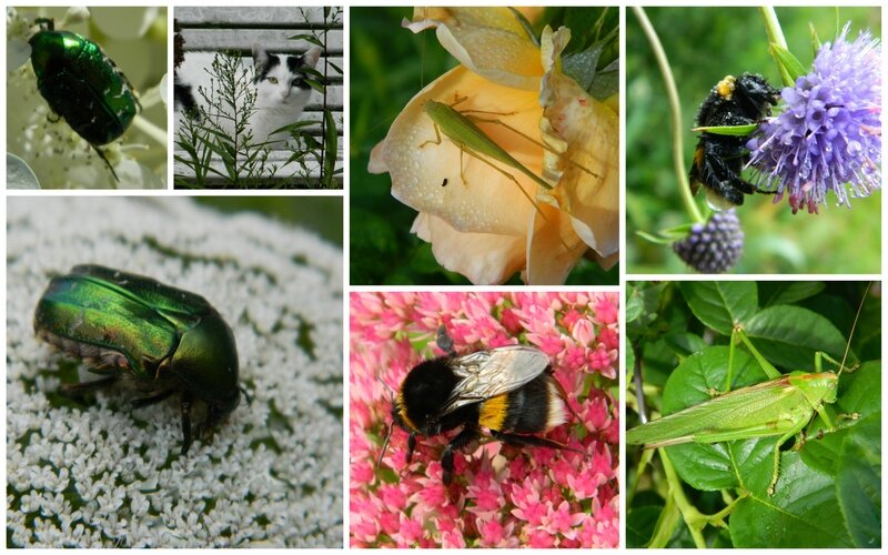 bestioles