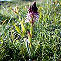 orchis brûlé, orchis ustulata...