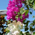 Fleurs, Suzini