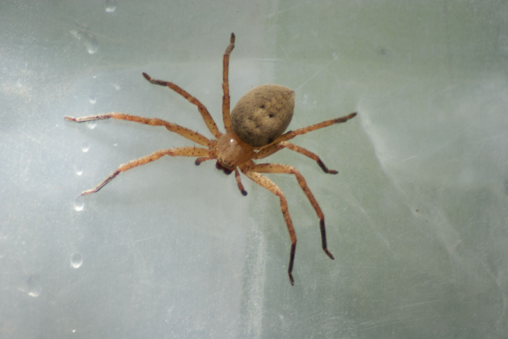 Les araignées des maisons photos