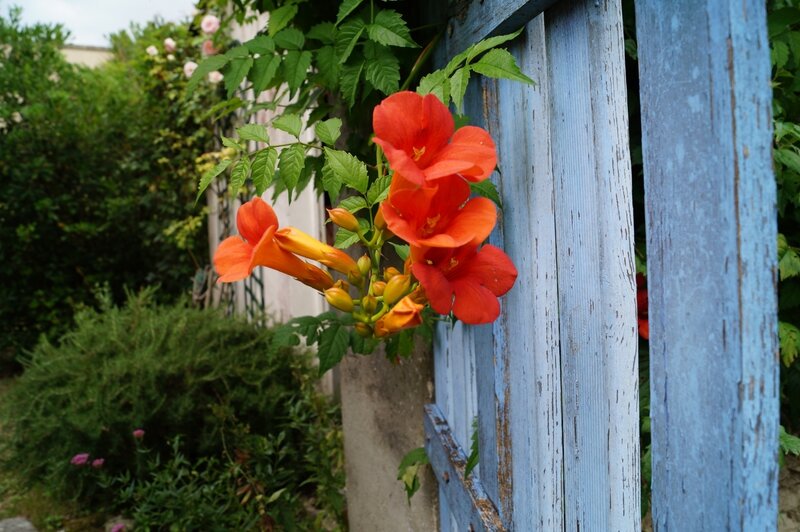 Fleur de Bignone 28 juillet 2014
