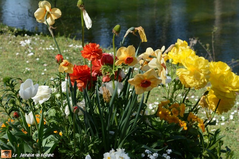 Floraison printanières du Parc floral d'Orléans