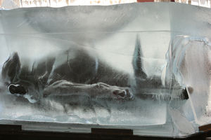 xolo_glace2