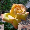 rose jaune