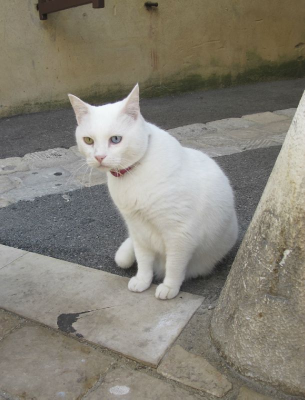 Yeux Vairons Padmoumou Et Compagnie