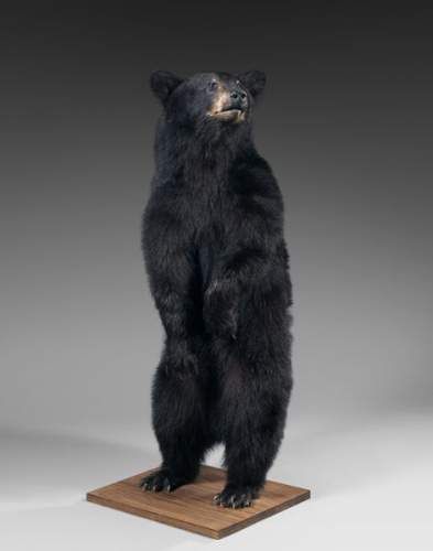 Ours Noir Ursus Americanus Naturalise Eloge De L Art Par Alain Truong