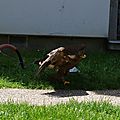 Elfics_2015_dimanche (33)