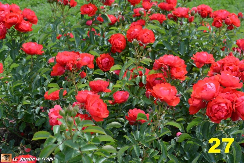 27-Concours international de roses d'Orléans 2016