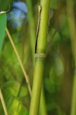 photo 4 - Anneaux verts de part et d autre du noeud sur chaumes anciens de P japonica