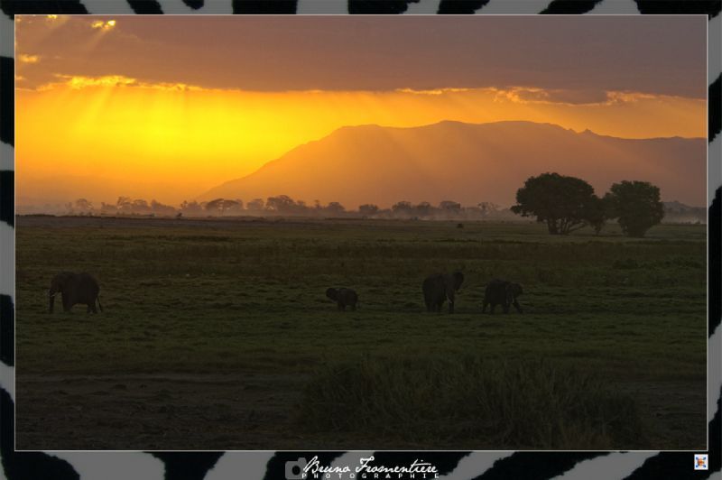 Safari spirit 7
