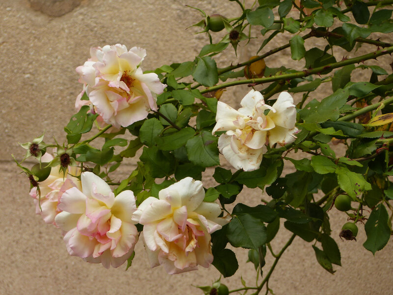P1540709