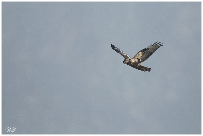 Les Rapaces Diurnes