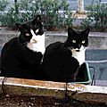 Pose photo couleur pour chats en noir et blanc sur fenêtre - Félins