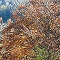Jeunes h�tres en novembre 2012...