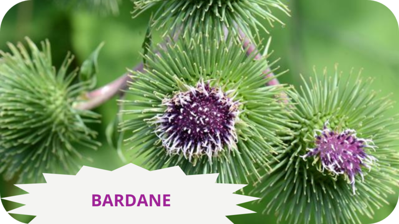 032 BARDANEB-modified