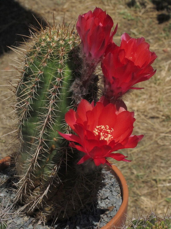Combien De Fois Arroser Un Cactus Cactus 2019 (2) - Le Soulier Voyageur