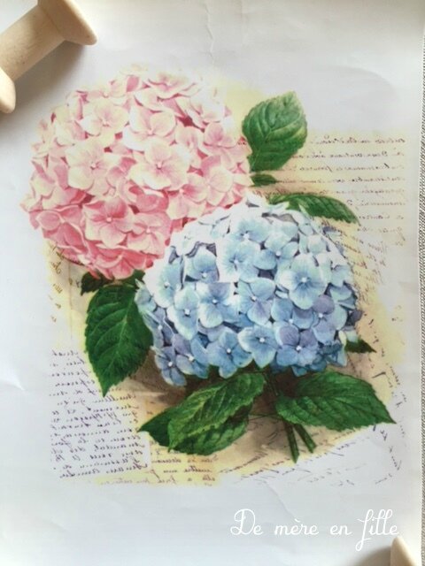 2 hortensias
