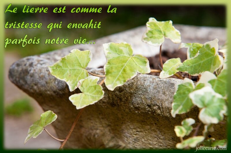 triste-lierre