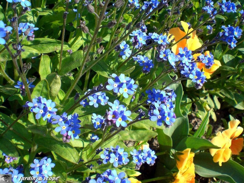 Des nuées de petites fleurs bleues en bordure de massif... - Le  JardinOscope, toute la flore et la faune de nos parcs et jardins