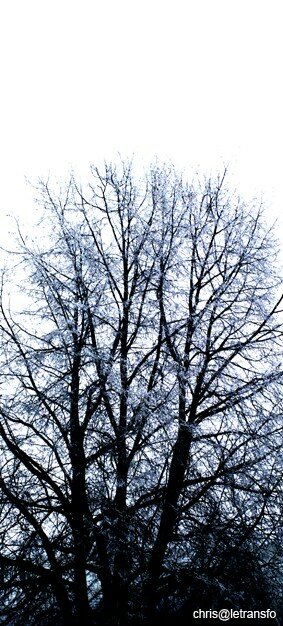 78c_arbre_copie