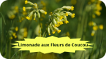 16 COUCOU(1)Limonade aux fleurs de coucou-modified