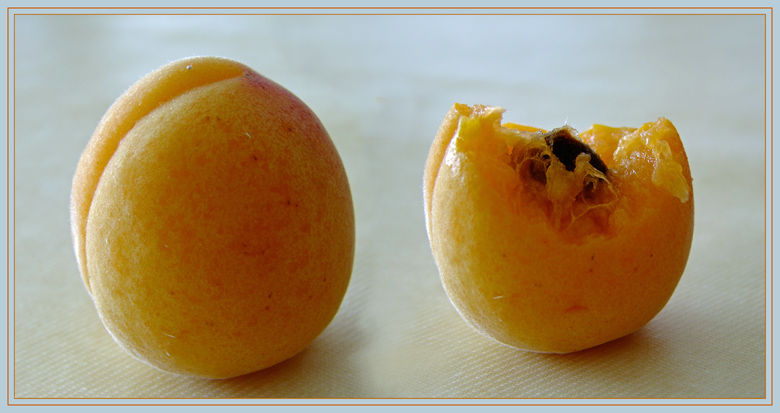 croquer