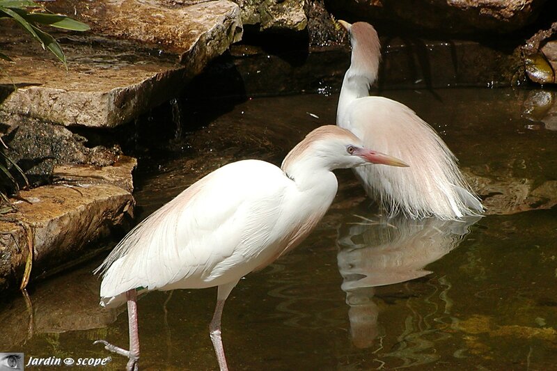 Héron garde-boeuf • Bubulcus-ibis