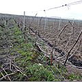 Taille des vignes