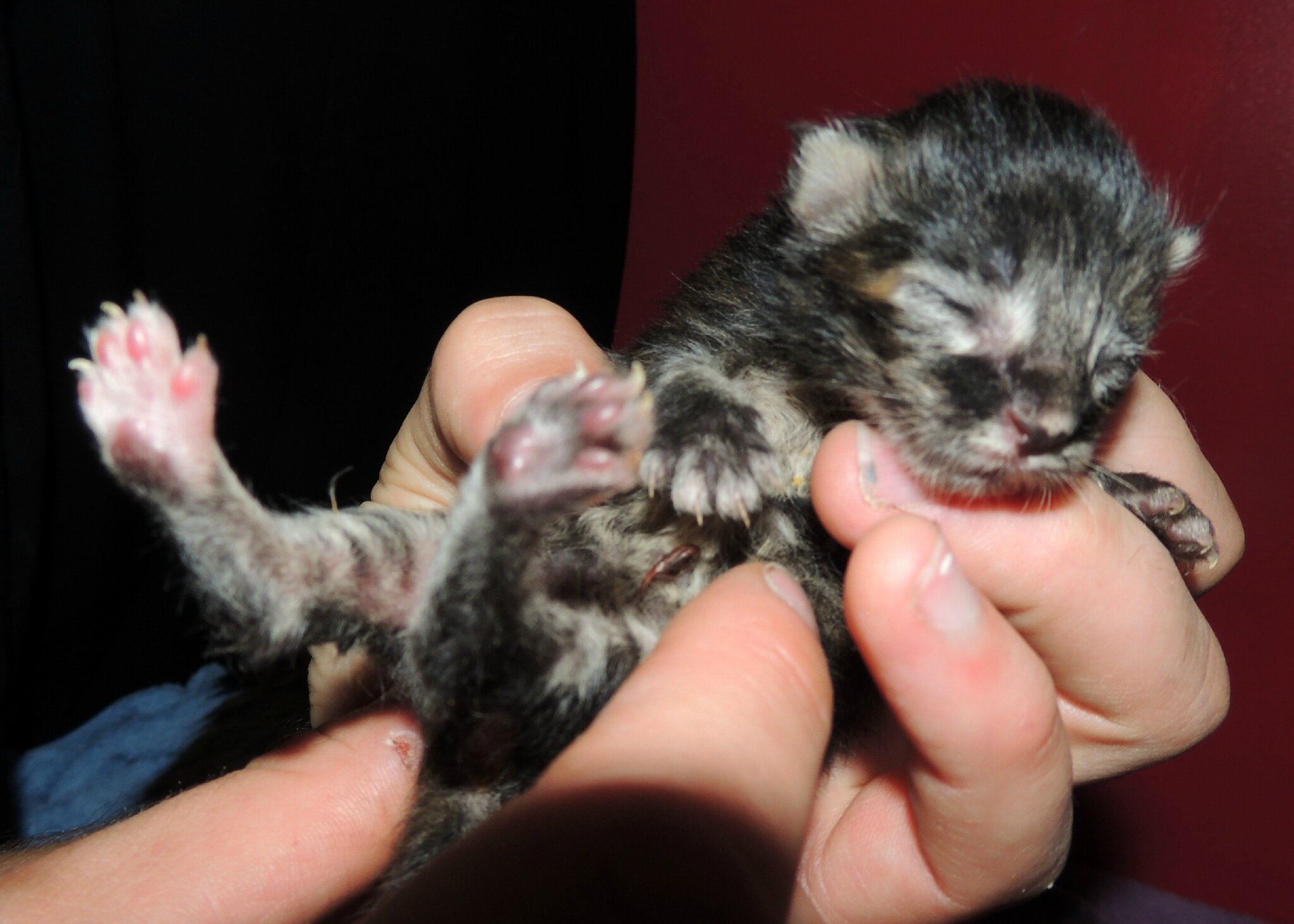 Les Premiers Jours Des Chatons Les Chatons De Gaia Les Premiers Jours Des Chatons Les Chatons De Gaia