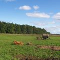 La ferme de Pahkla
