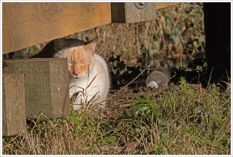ville chat soleil bouteille 080215
