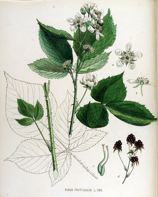 Photo-planche-botanique-de-la-ronce-Rubus-fructicosus