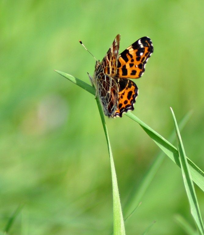 Araschnia Levana Carte Geographique Le Papillon Identification Des Papillons Du Sud Ouest