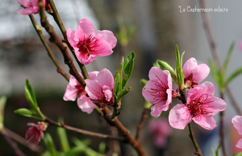 Le Jardin de Basilic - fleurs 6