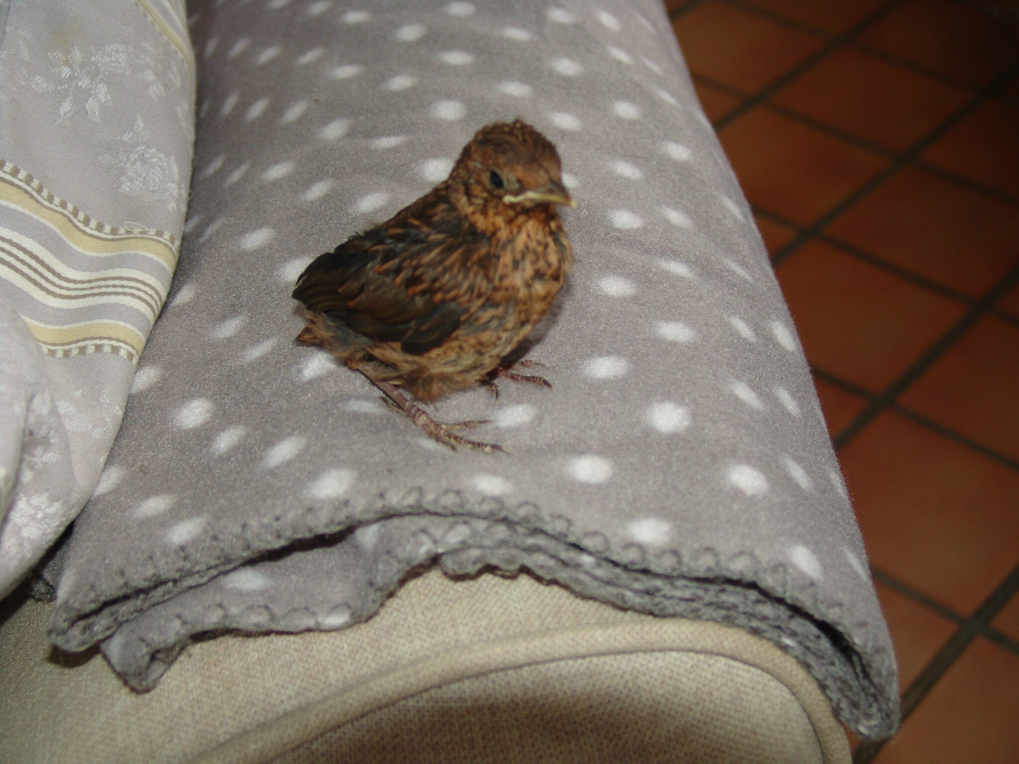 Il était Un Petit Oiseau Tomber Du Nid Le Temps D Avant