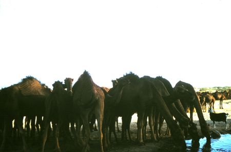 12_RCA_ENOCH_Bir_el_Arbi_1