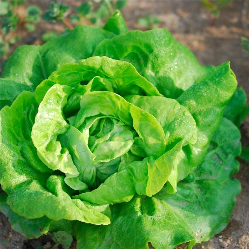 La Salade / Laitue : Les semis - mon potager carré