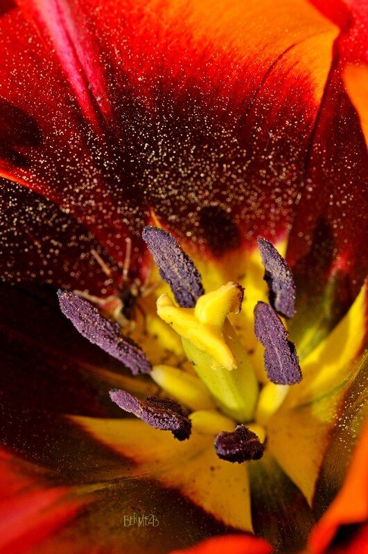 _DSC5310 Tulipe 2 S
