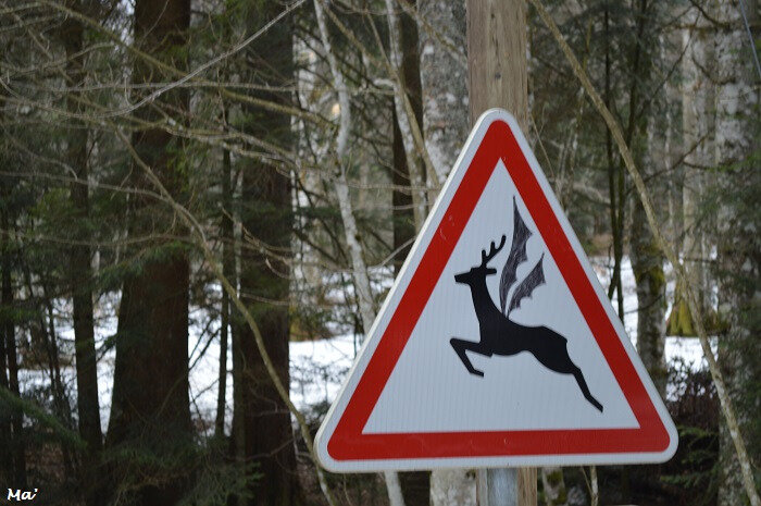 190309_cerf_volant