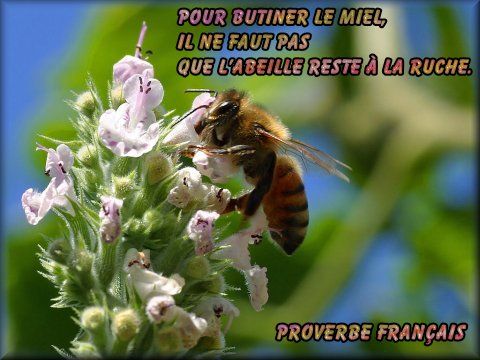 Proverbe Francais Butiner Miel Abeille Gifs Morphings Montages En Tous Genres